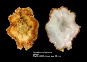 Scutellastra flexuosa